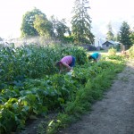 2011 Church Garden (2)