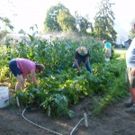 2011 Church Garden